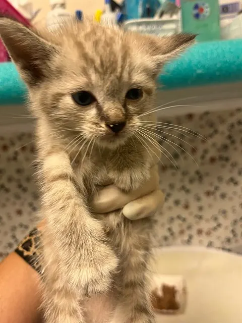 Yoshi