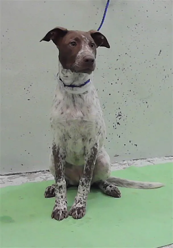 Adoptable Dog