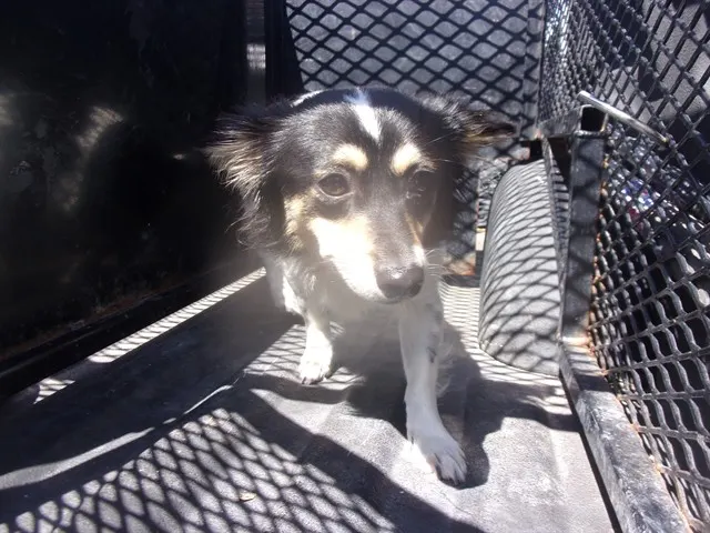 Adoptable Dog
