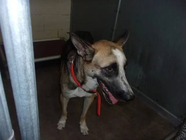 Adoptable Dog