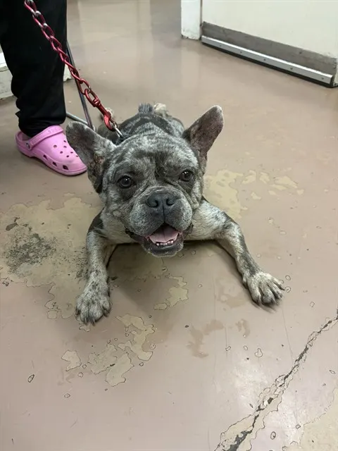 Adoptable Dog