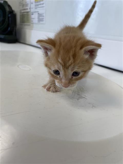 Adoptable Cat