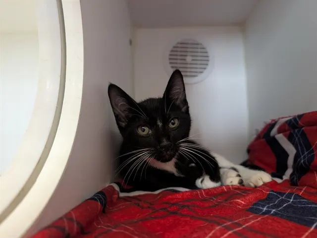Adoptable Cat