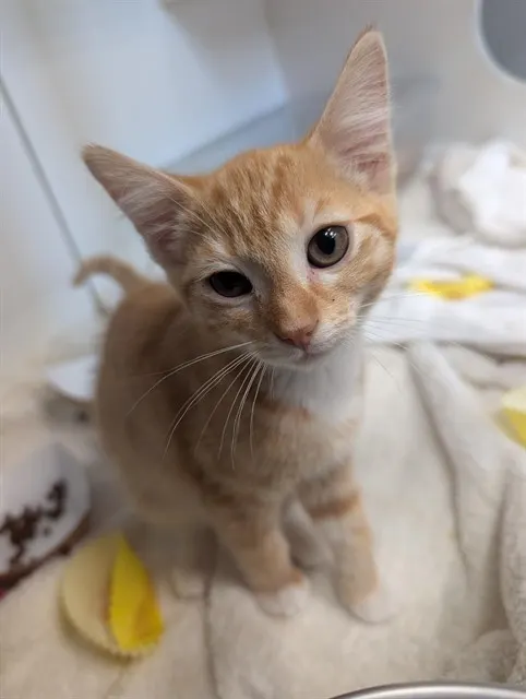 Adoptable Cat