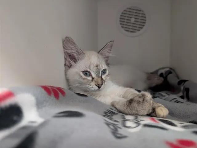 Adoptable Cat