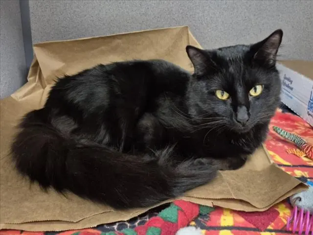 Onyx