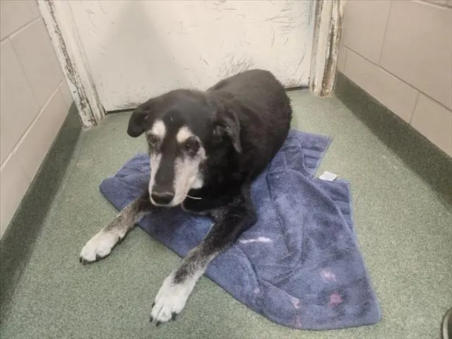 Adoptable Dog