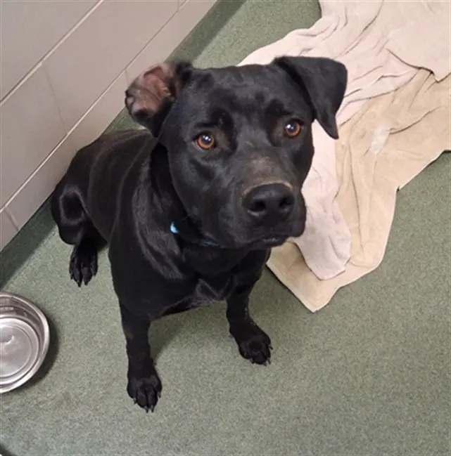 Adoptable Dog