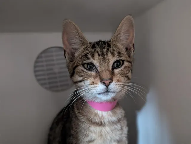 Adoptable Cat