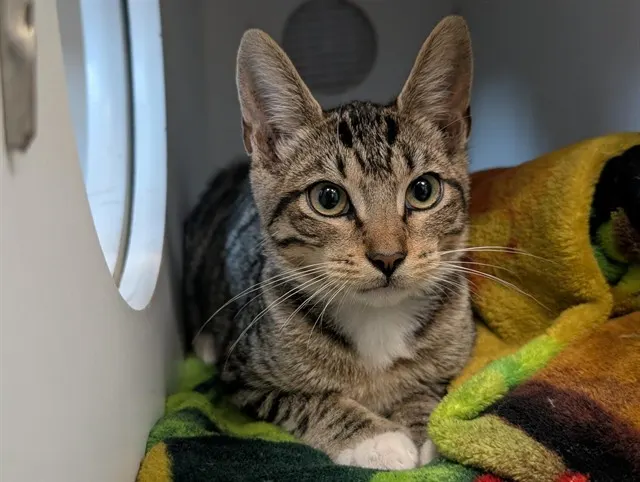 Adoptable Cat