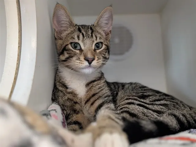 Adoptable Cat
