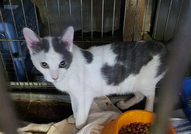 Adoptable Cat