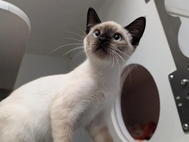 Adoptable Cat