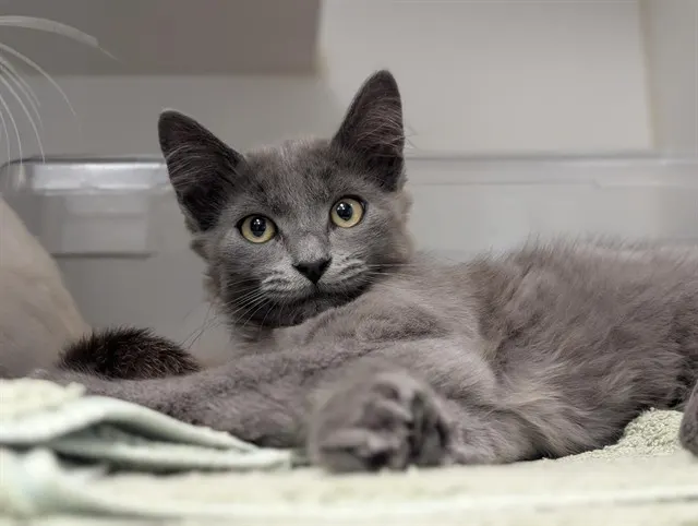 Adoptable Cat