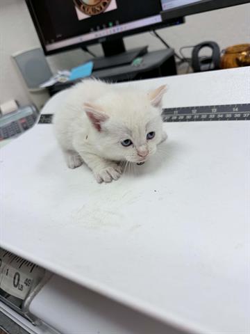 Adoptable Cat