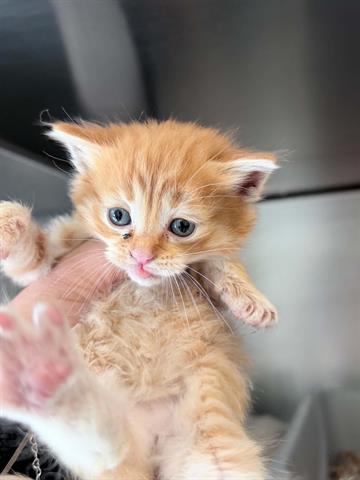 Adoptable Cat