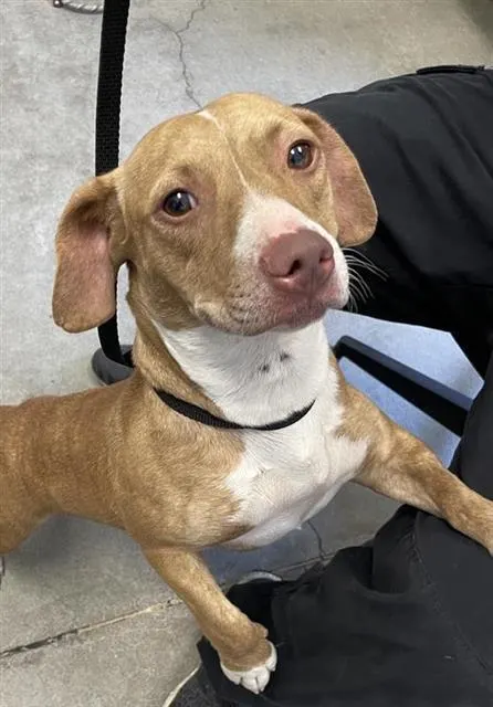 Adoptable Dog