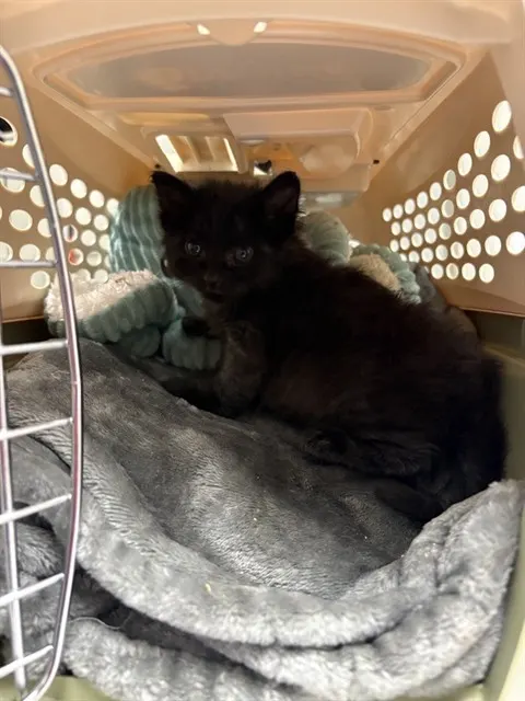 Binx - In Foster