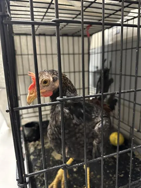 *Heihei