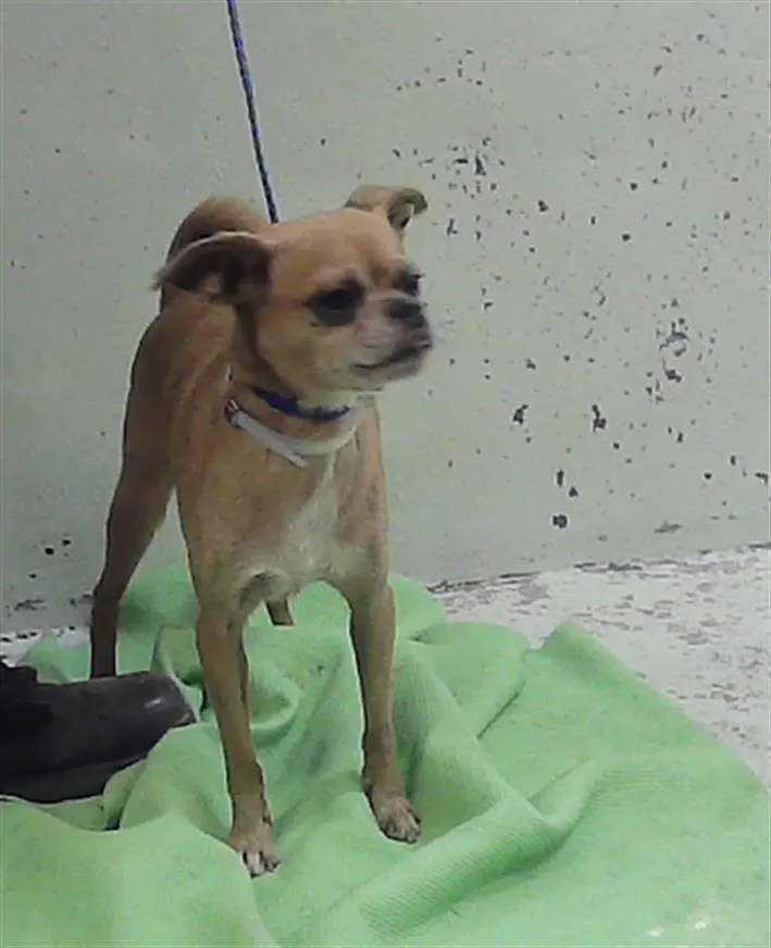 Adoptable Dog