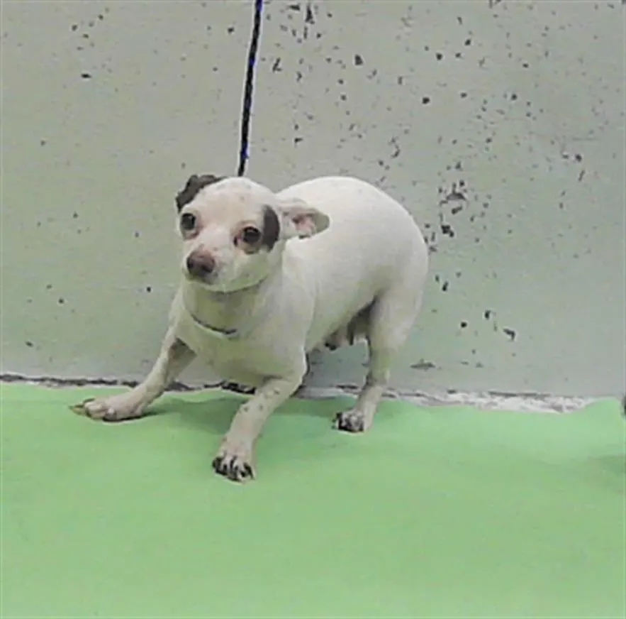 Adoptable Dog