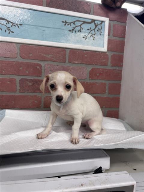 Adoptable Dog