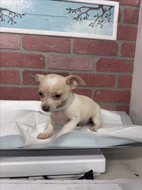 Adoptable Dog