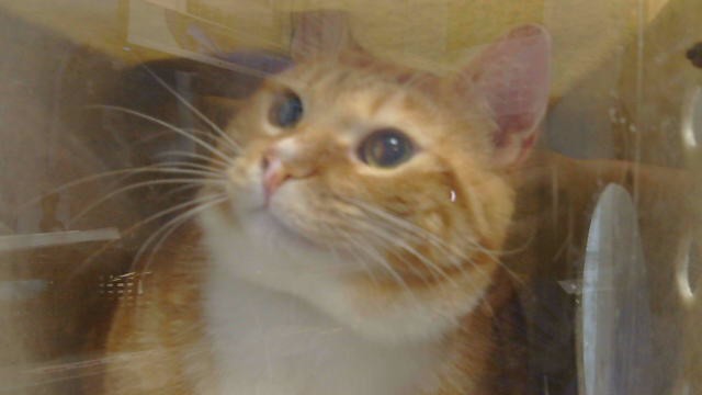 Simba