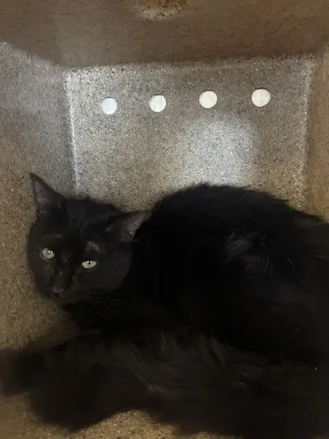 Hemi
