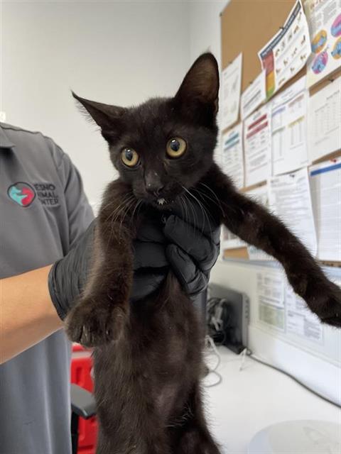 Adoptable Cat