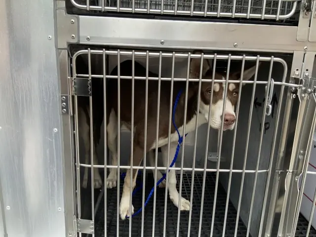 Adoptable Dog