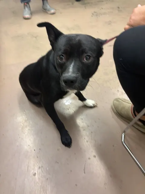 Adoptable Dog