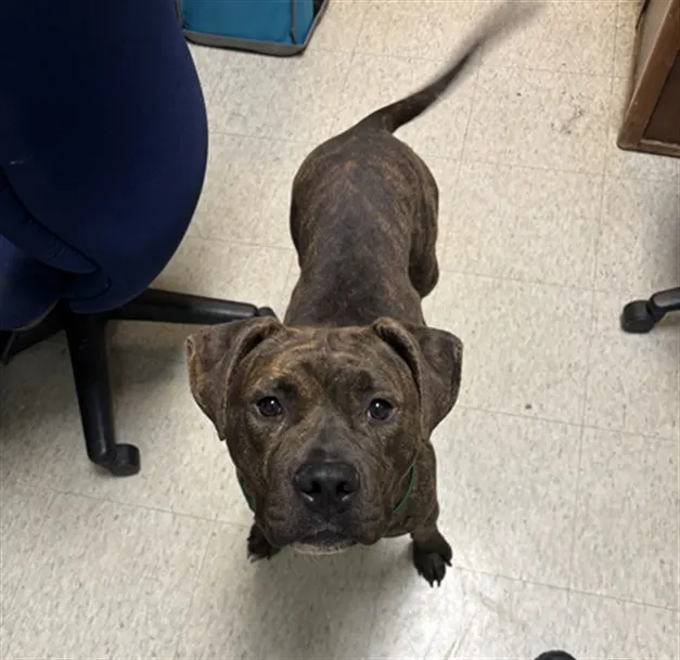 Poppy
