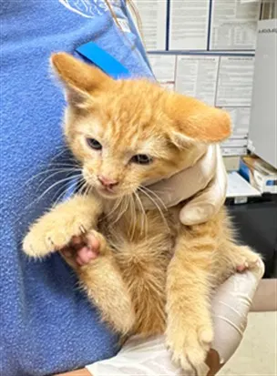Adoptable Cat