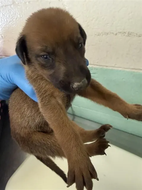 Adoptable Dog
