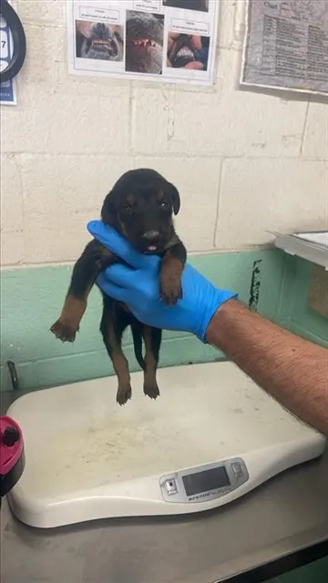 Adoptable Dog