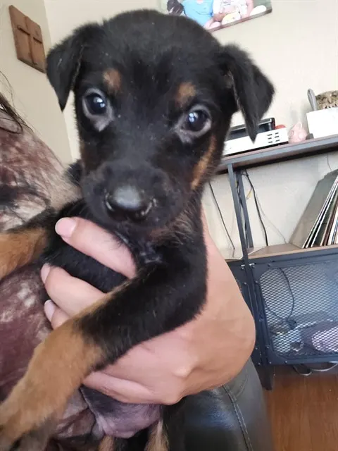 Little Bear