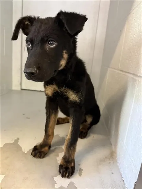 Adoptable Dog