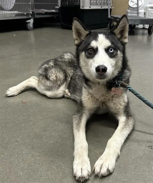 Adoptable Dog