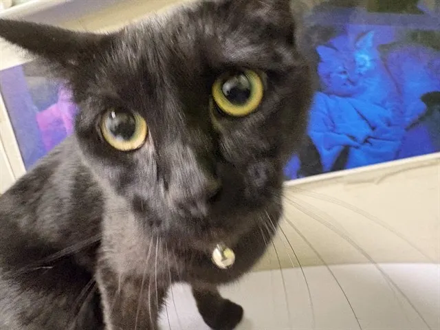 Black Beauty (Sissy