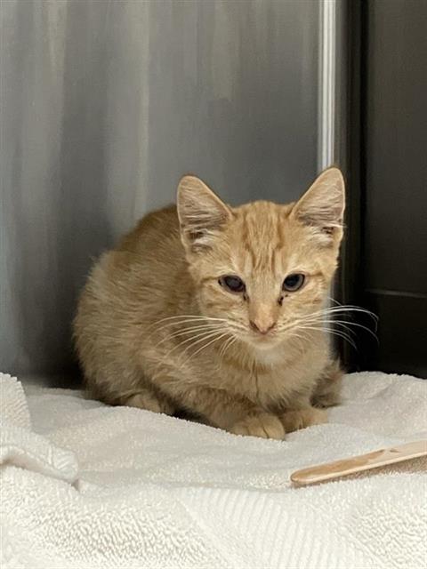 Adoptable Cat