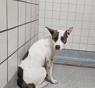 Adoptable Dog