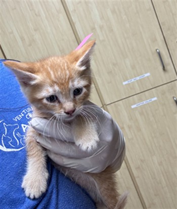 Adoptable Cat