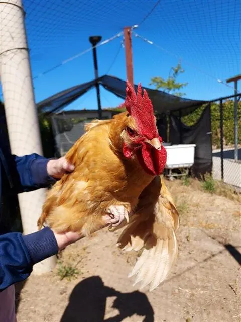 Adoptable Bird