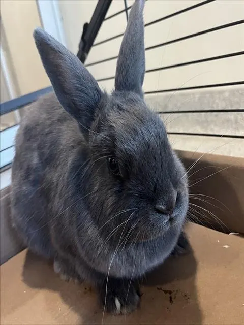 Kazoo