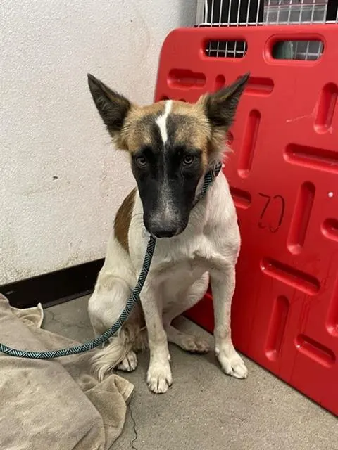Adoptable Dog