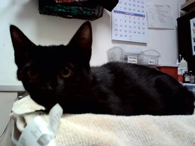 Onyx