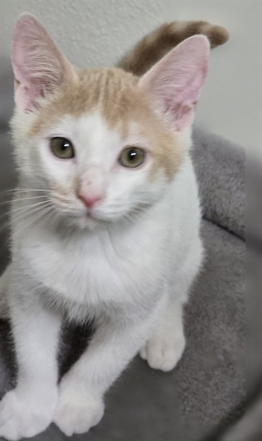 Mighty - In Foster