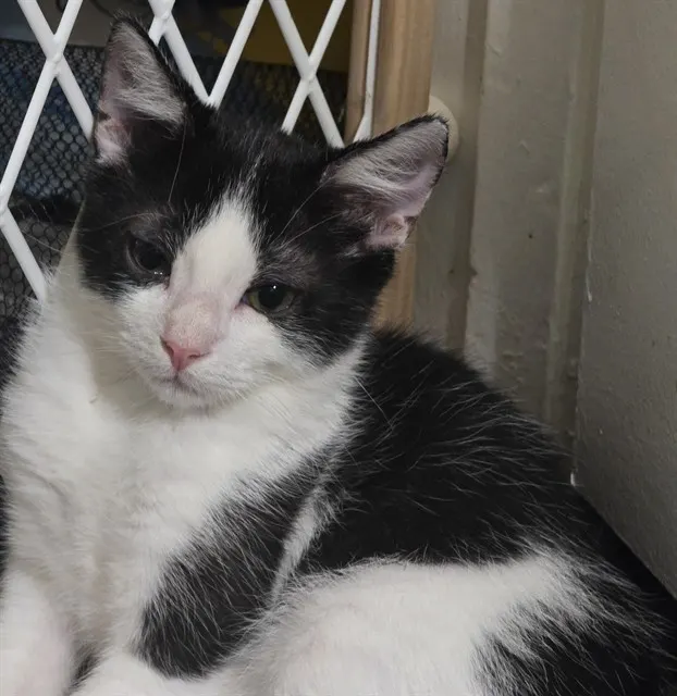Mushu - In Foster