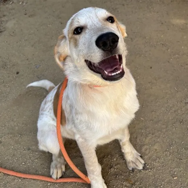 Shane - Adoption Pending